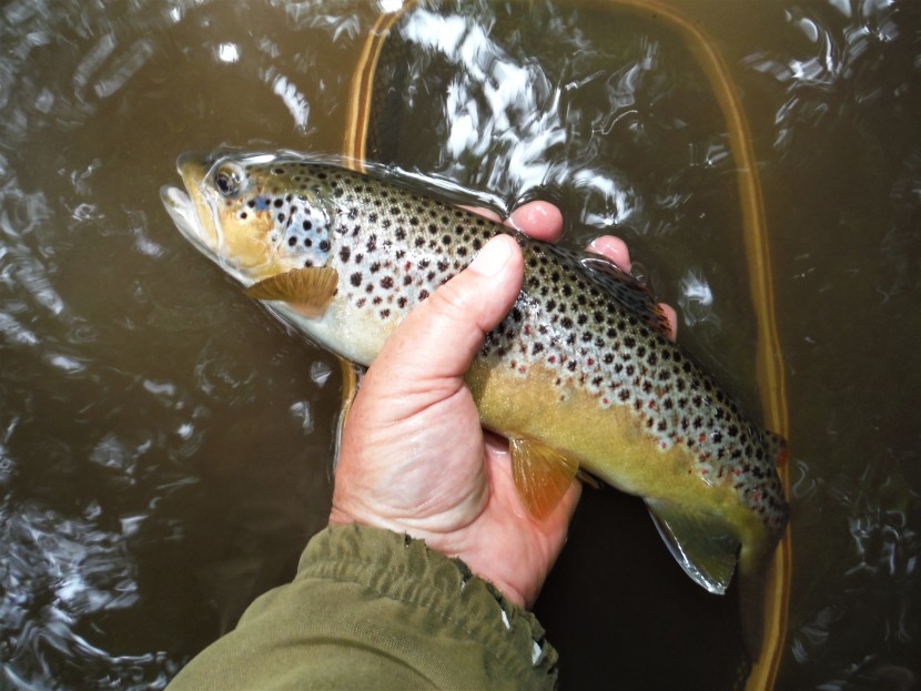 Escley trout
